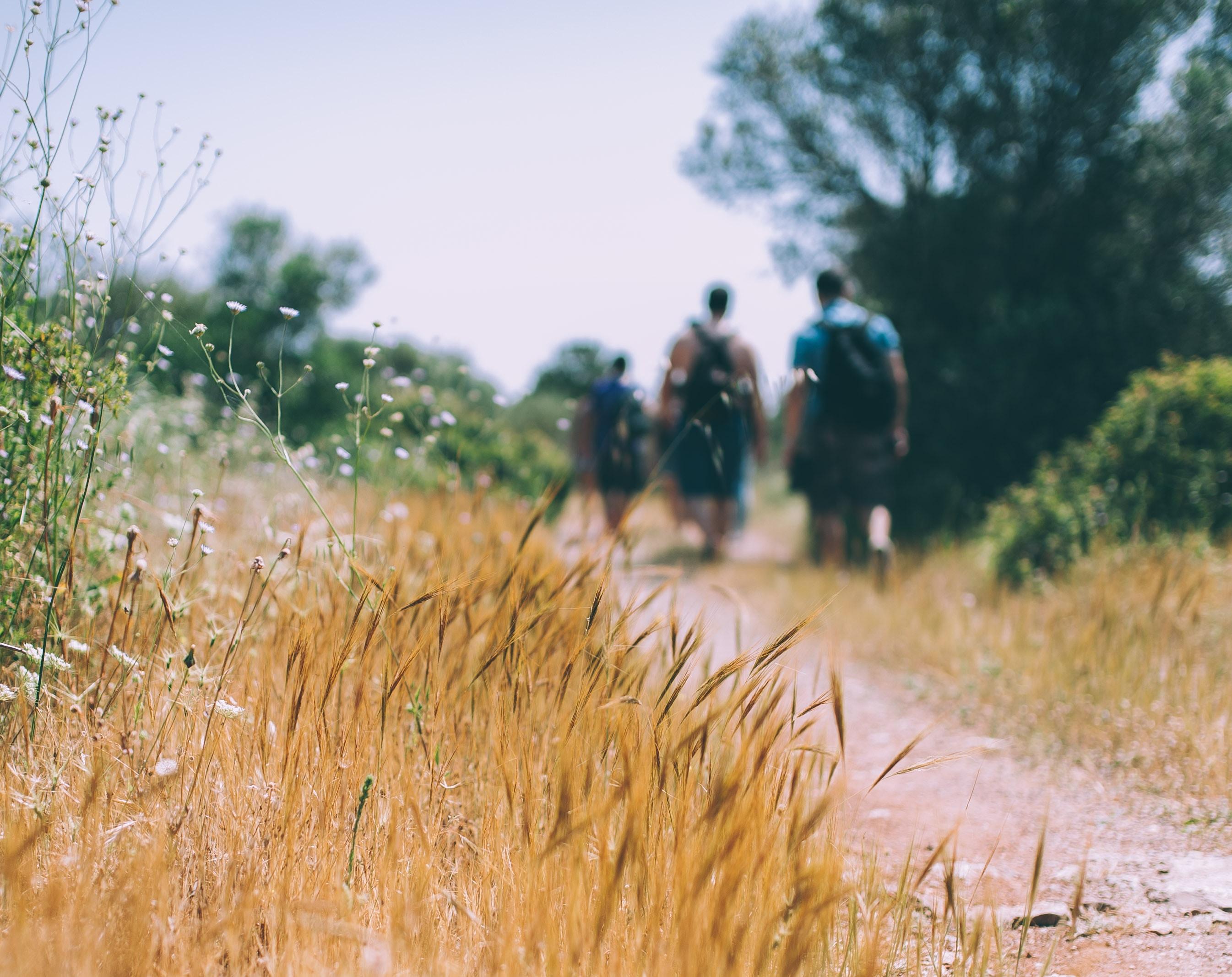 Eine Gruppe Wanderer auf einem Feldweg