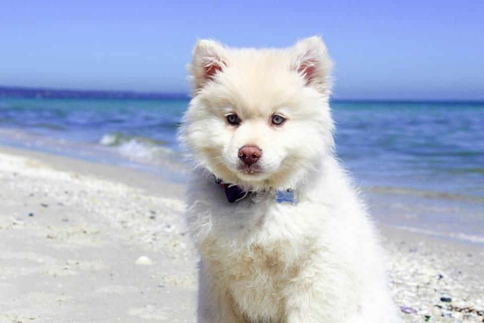 Nieblum 1 (Hundestrand)