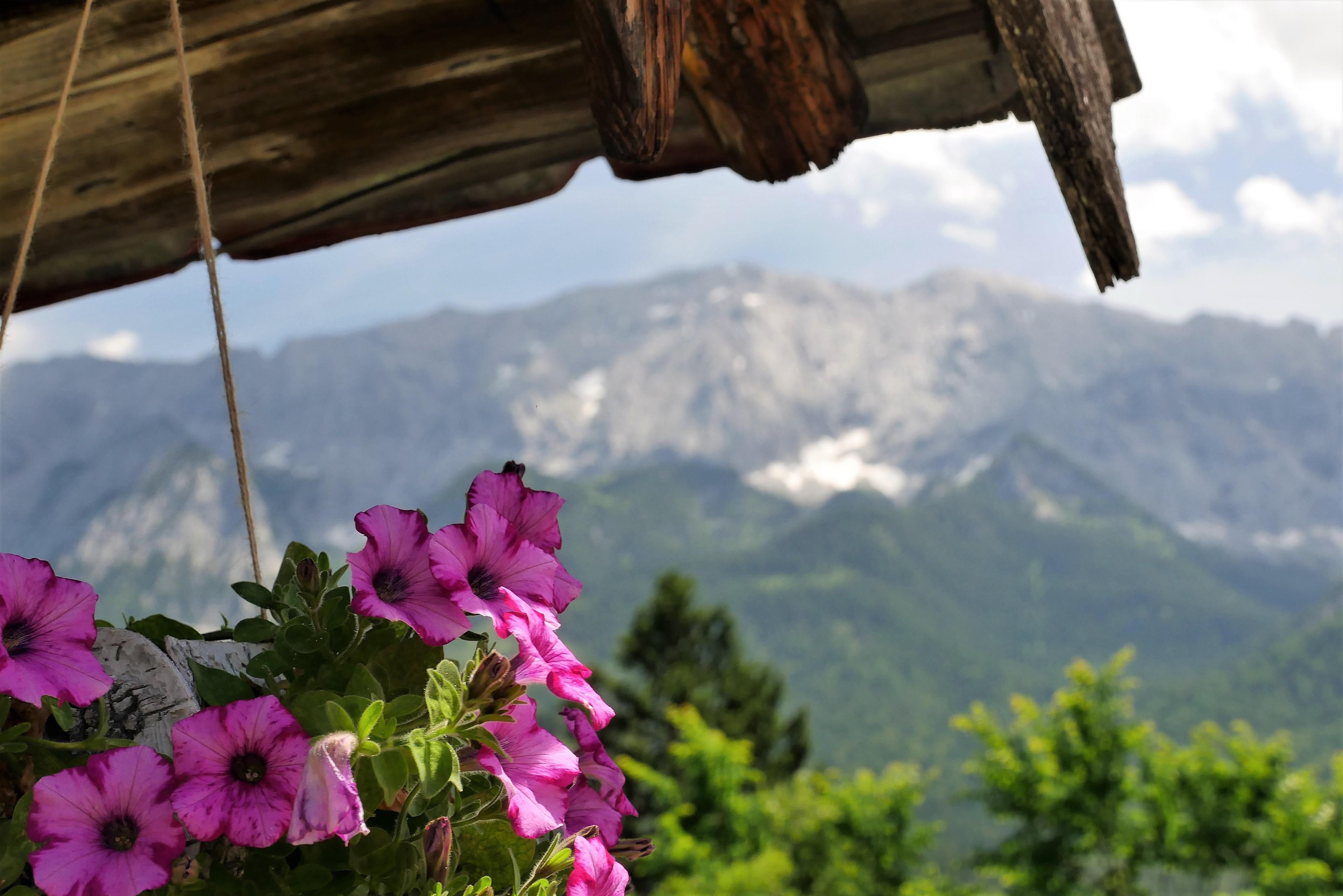 Blumen vor einem Bauernhaus