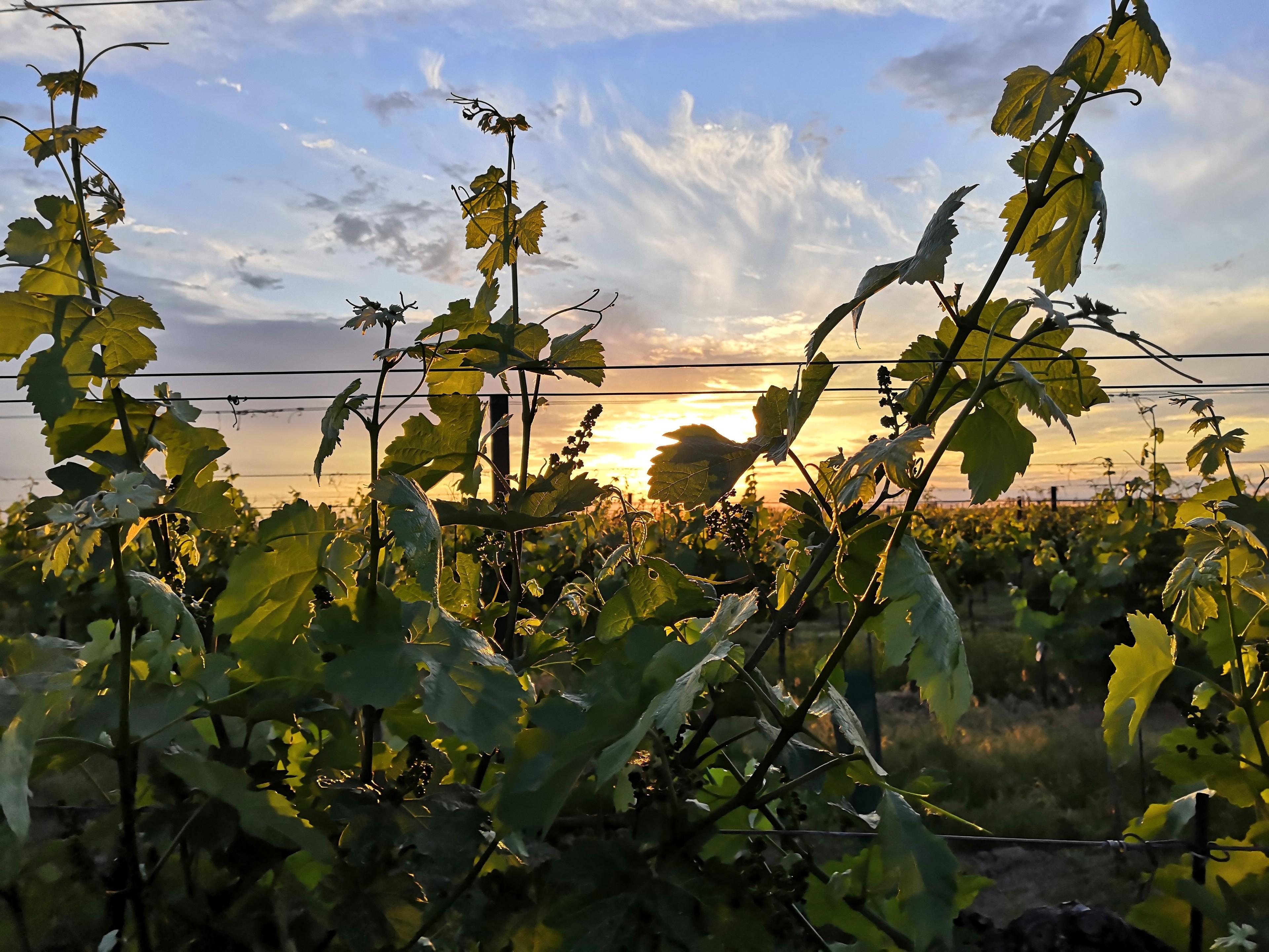 Weg zum Pfalz-Wein