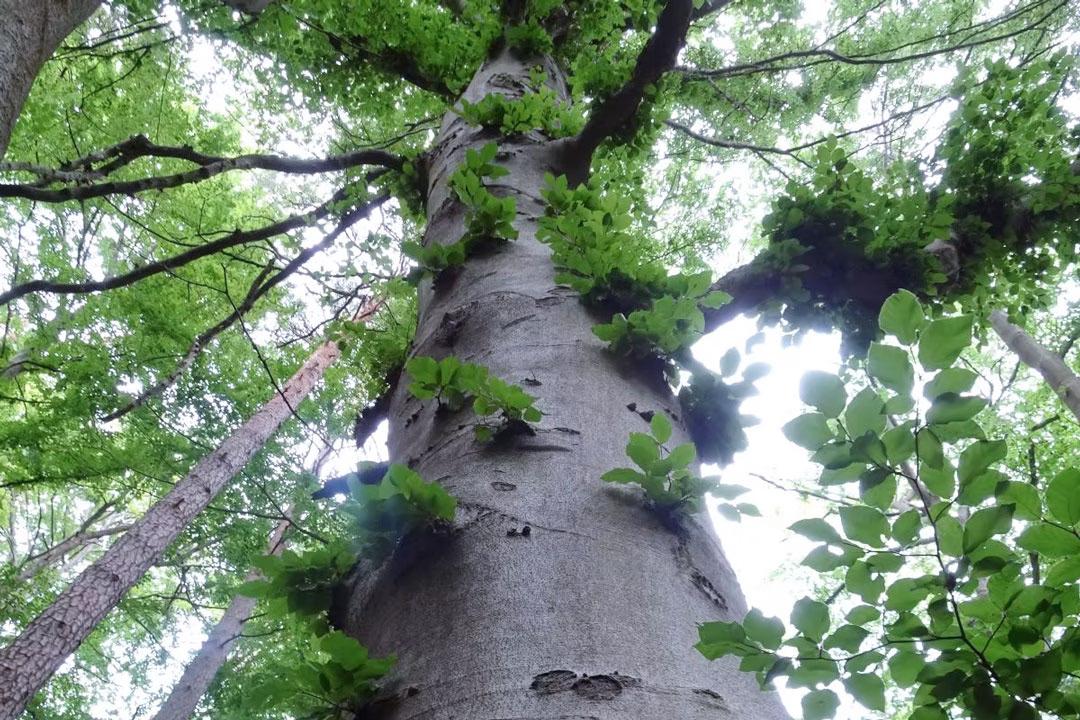 Blick nach oben an einem großen Baumstamm mit glatter grauer Rinde, aus dem frische grüne Blätter wachsen.
