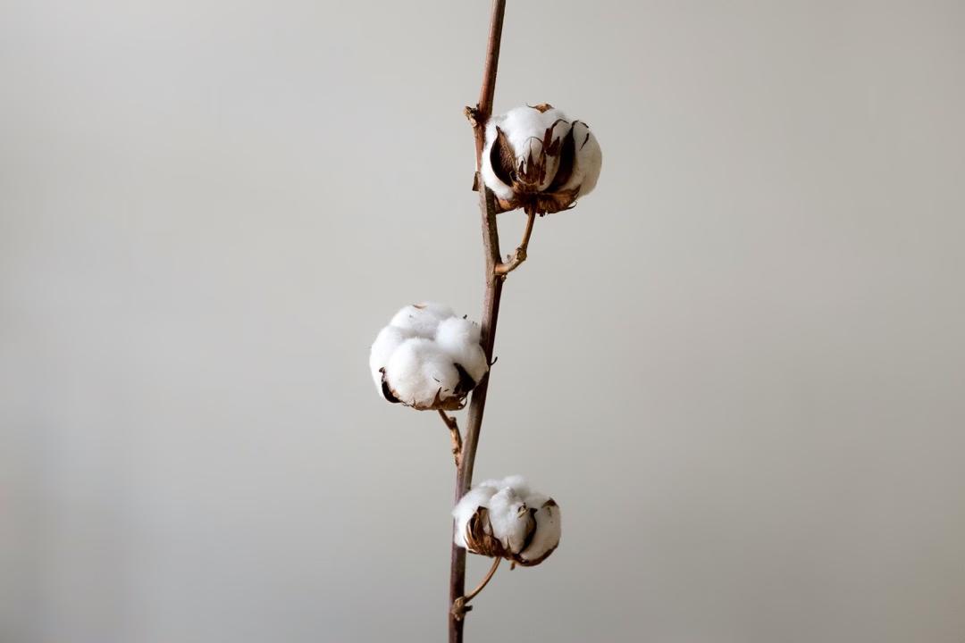 Nahaufnahme eines Baumwollzweigs mit drei weißen Baumwollkapseln vor neutralem Hintergrund, minimalistisch und klar.