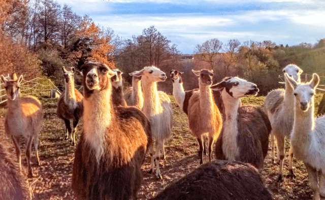 Eine Herde Lamas in Schleswig-Holstein