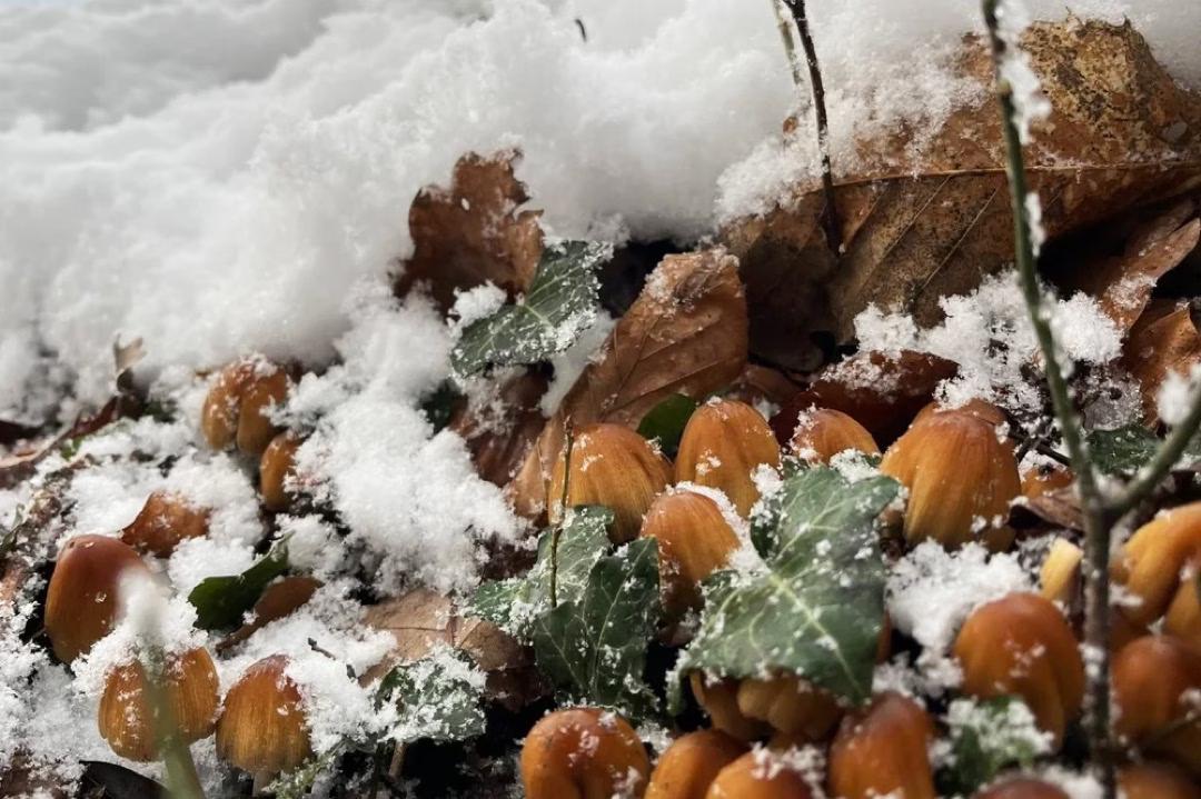 Nahaufnahme von schneebedeckten, hellbräunlichen Pilzen auf der Winterpilzwanderung.