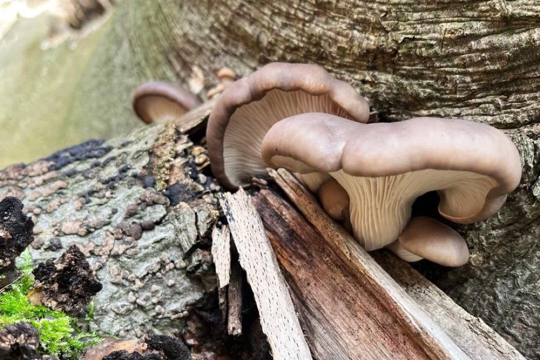 Winterpilzwanderung: Ein hellbrauner Austernseitling an einem Baumstamm, mit seinem typisch muschelförmigen Hut.