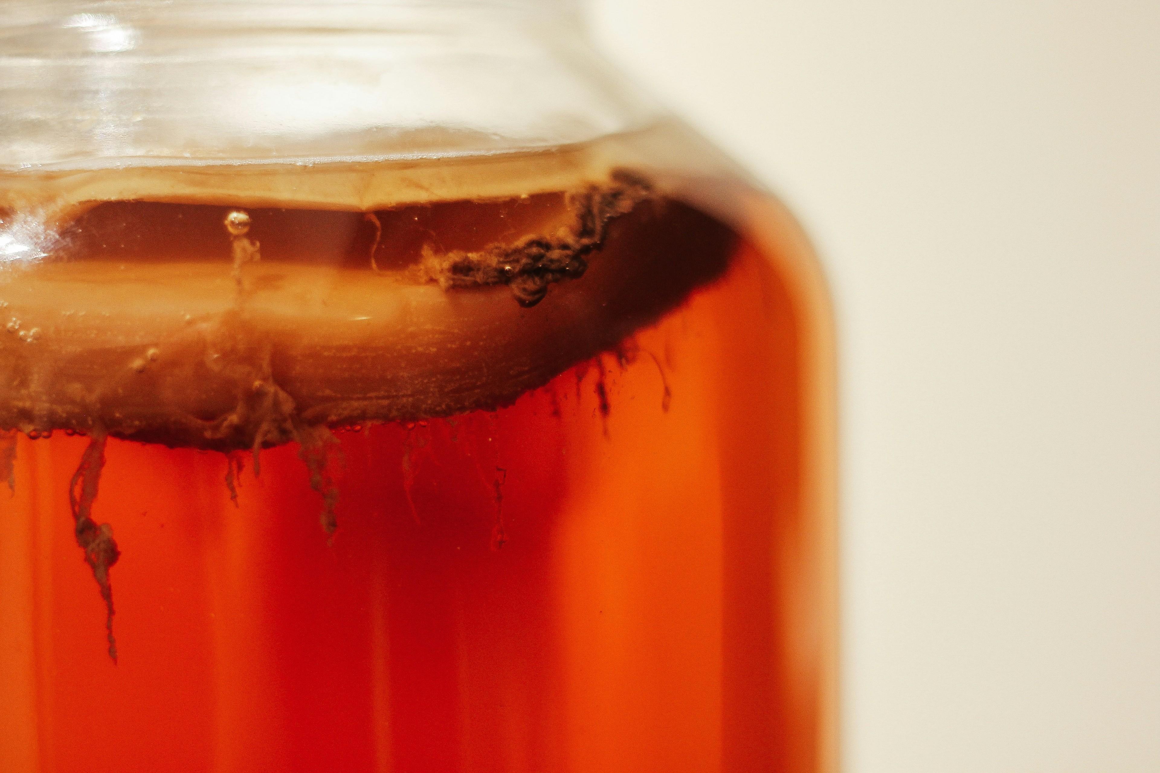 Angesetzter Kombucha in einem Glasgefäß