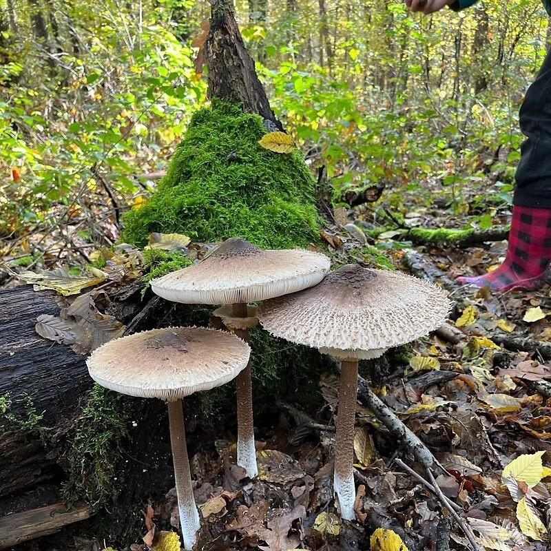 Drei Pilze an einem Baumstamm im Wald.