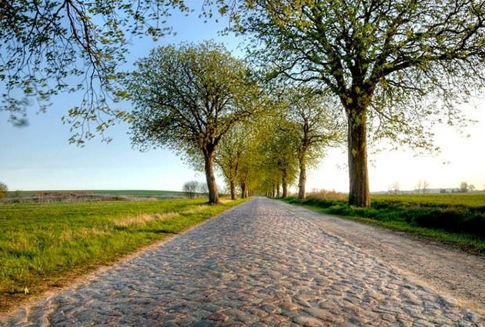 Umgebung des Yoga-Retreats in Südmüritz, eine Allee
