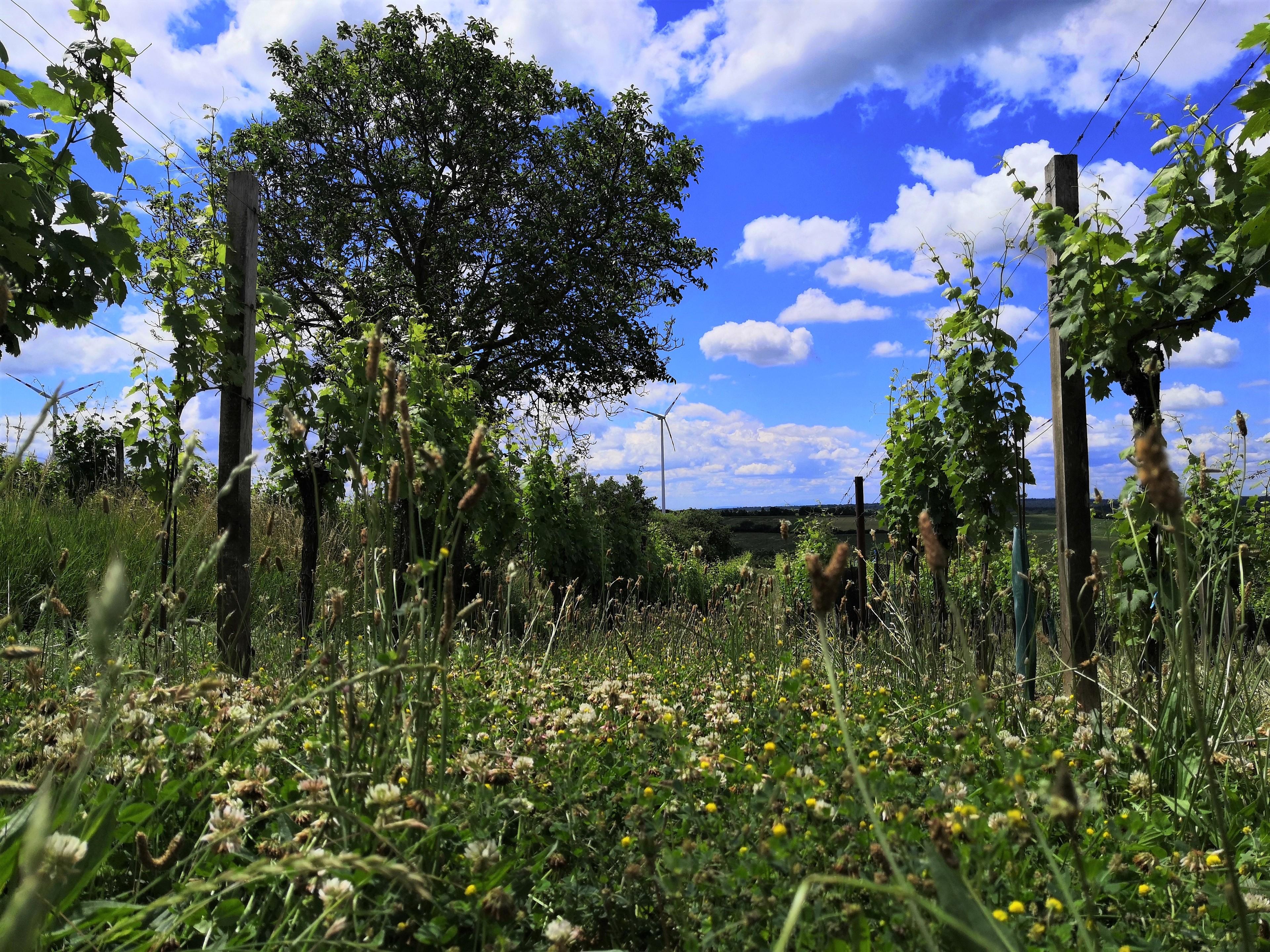 Weg zum Pfalz-Wein