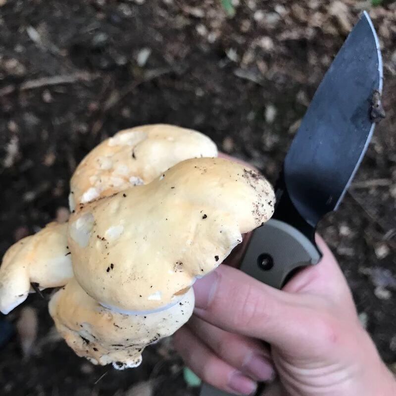 Eine Person hält ein Messer und einen großen Pilz in der Hand.