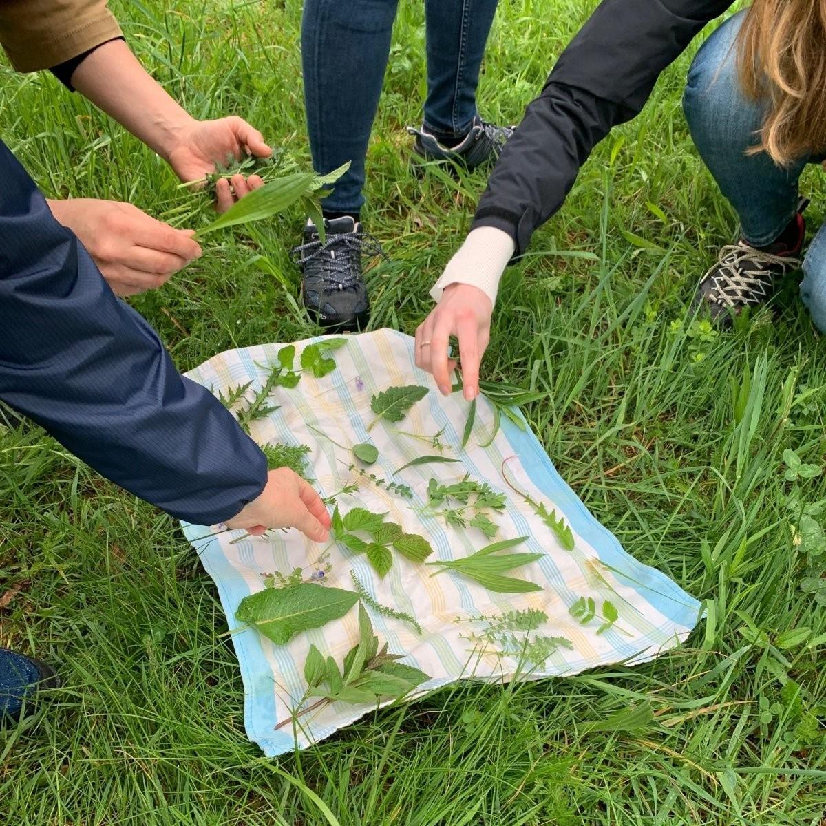 Verschiedene Wildkräuter, die bei einer Familien-Kräuterwanderung gefunden wurden, liegen auf einer Wiese auf einem Tuch