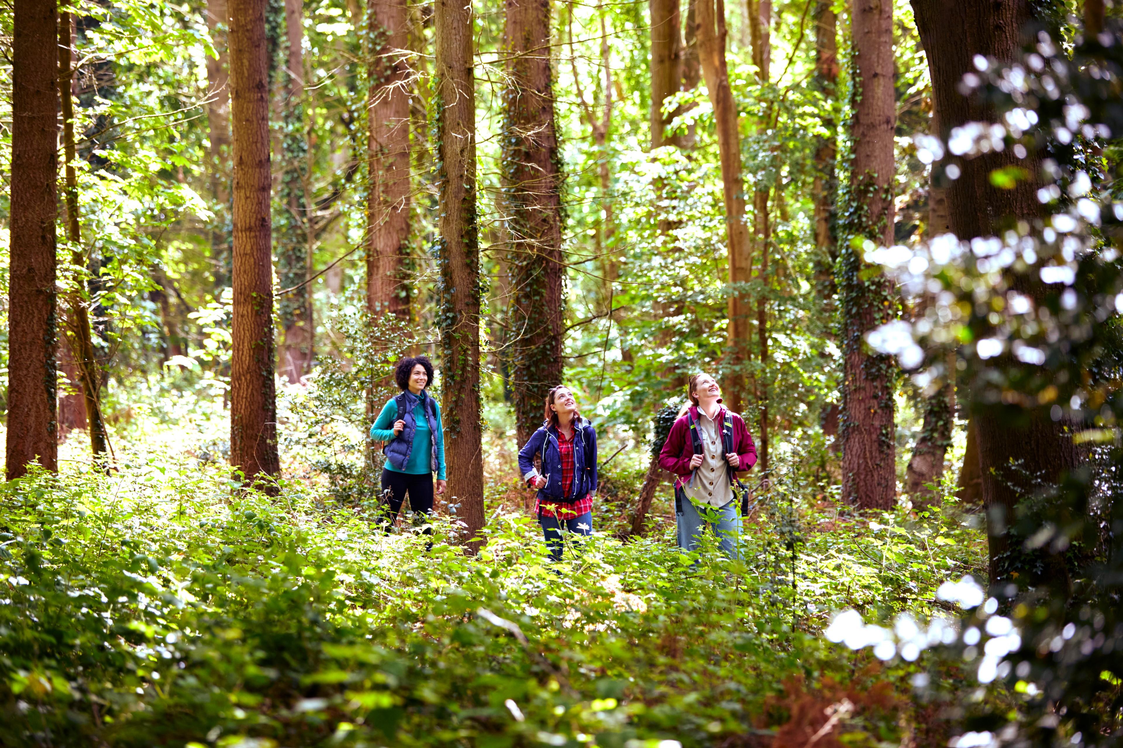 Drei Personen stehen während eines Wald-Retreats im Wald und schauen hinauf in die Bäume