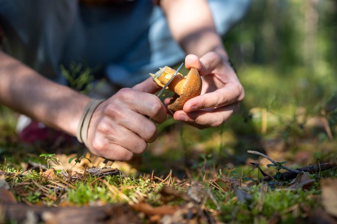 Pilzwanderung bei Kiel
