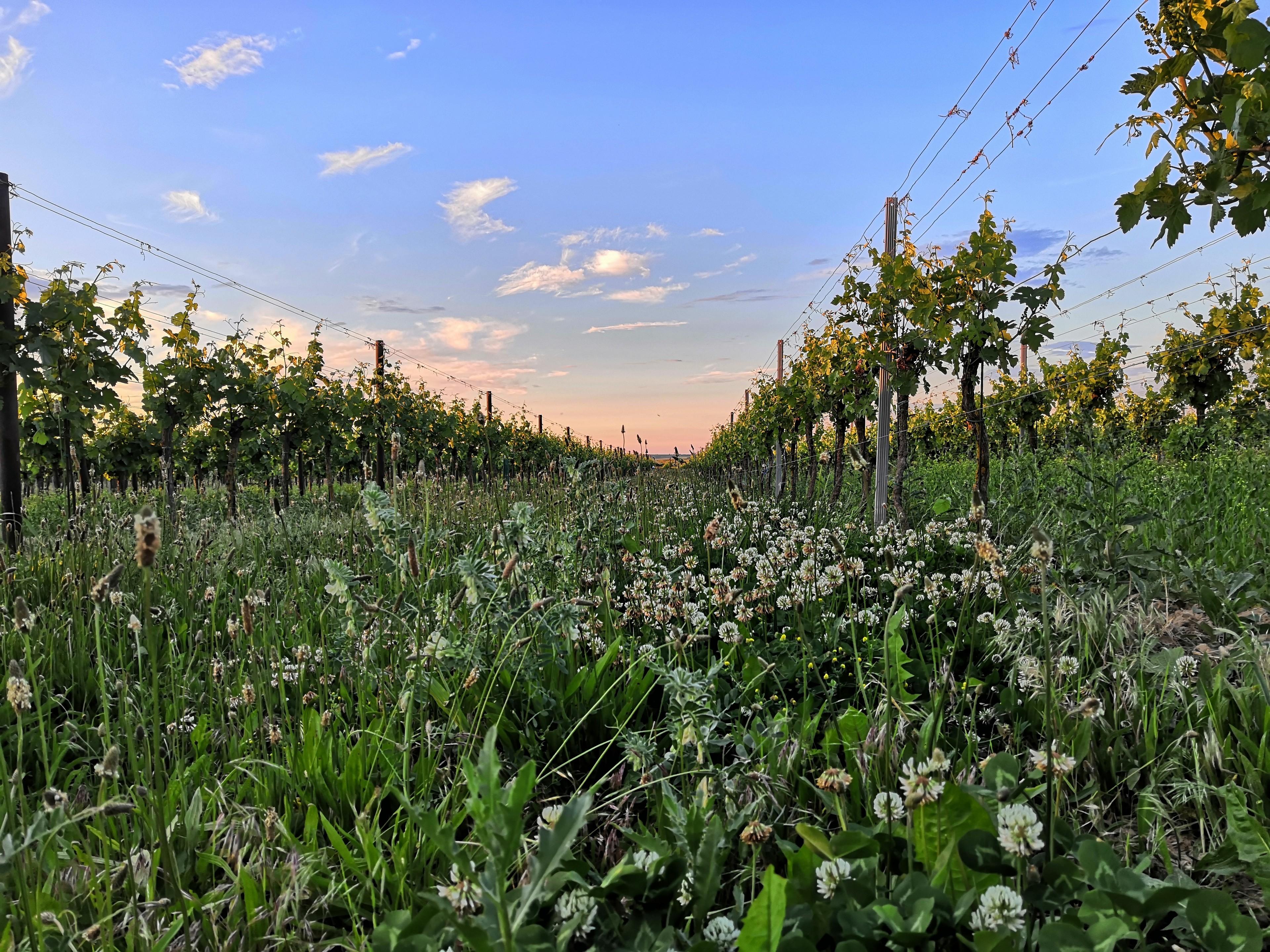 Weg zum Pfalz-Wein