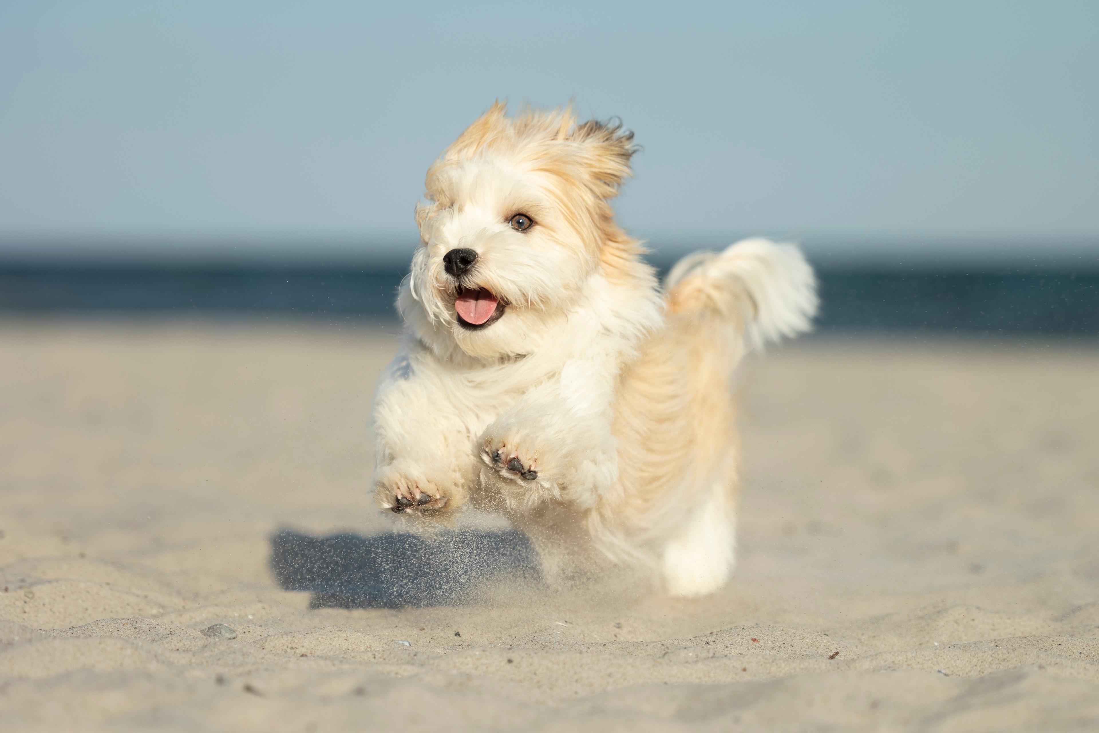 Hunde-Fotoshooting am Strand