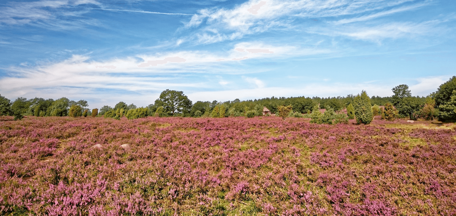 Heidekraut in der Lüneburger Heide