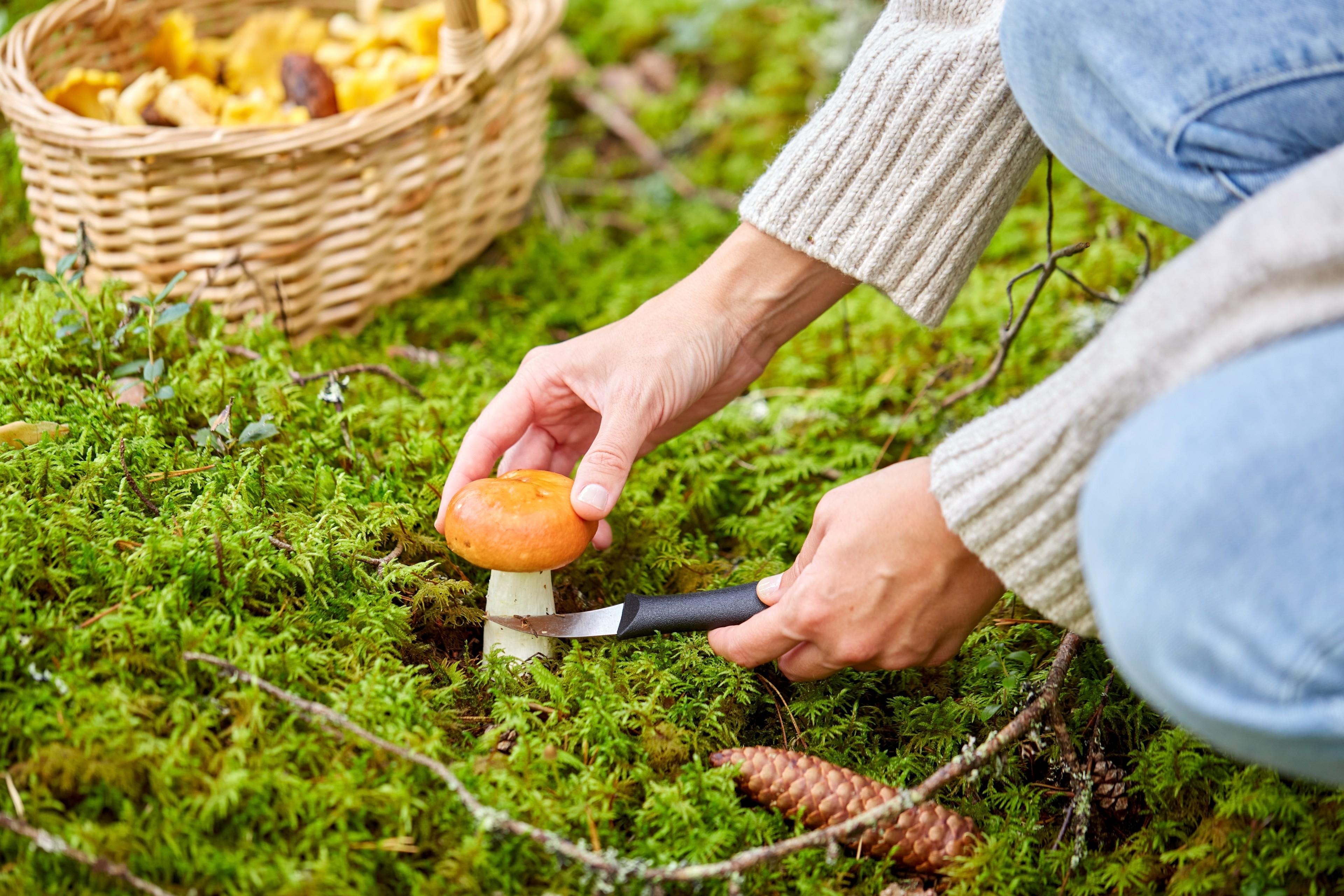 Eine Person sammelt einen Pilz im Wald