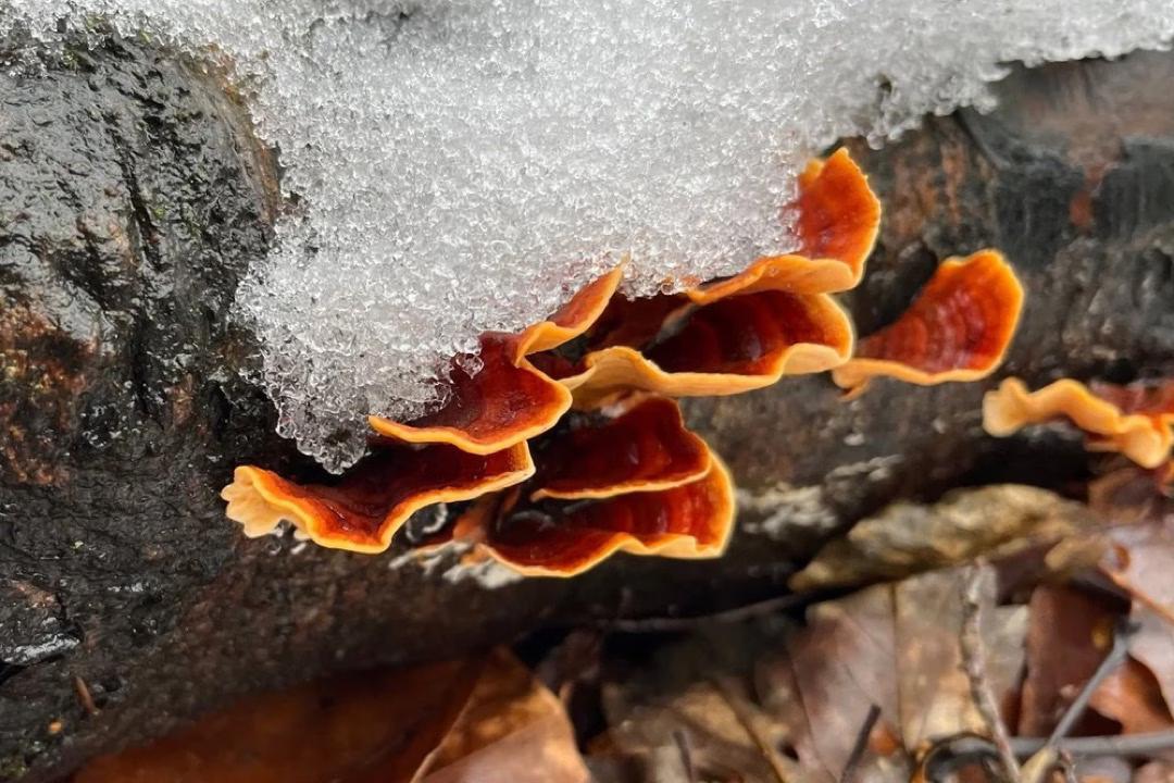 Winterpilzwanderung-Fund: Ein orange-rötlicher Weichporling an einem Baumstamm, zum Teil von Schnee bedeckt.