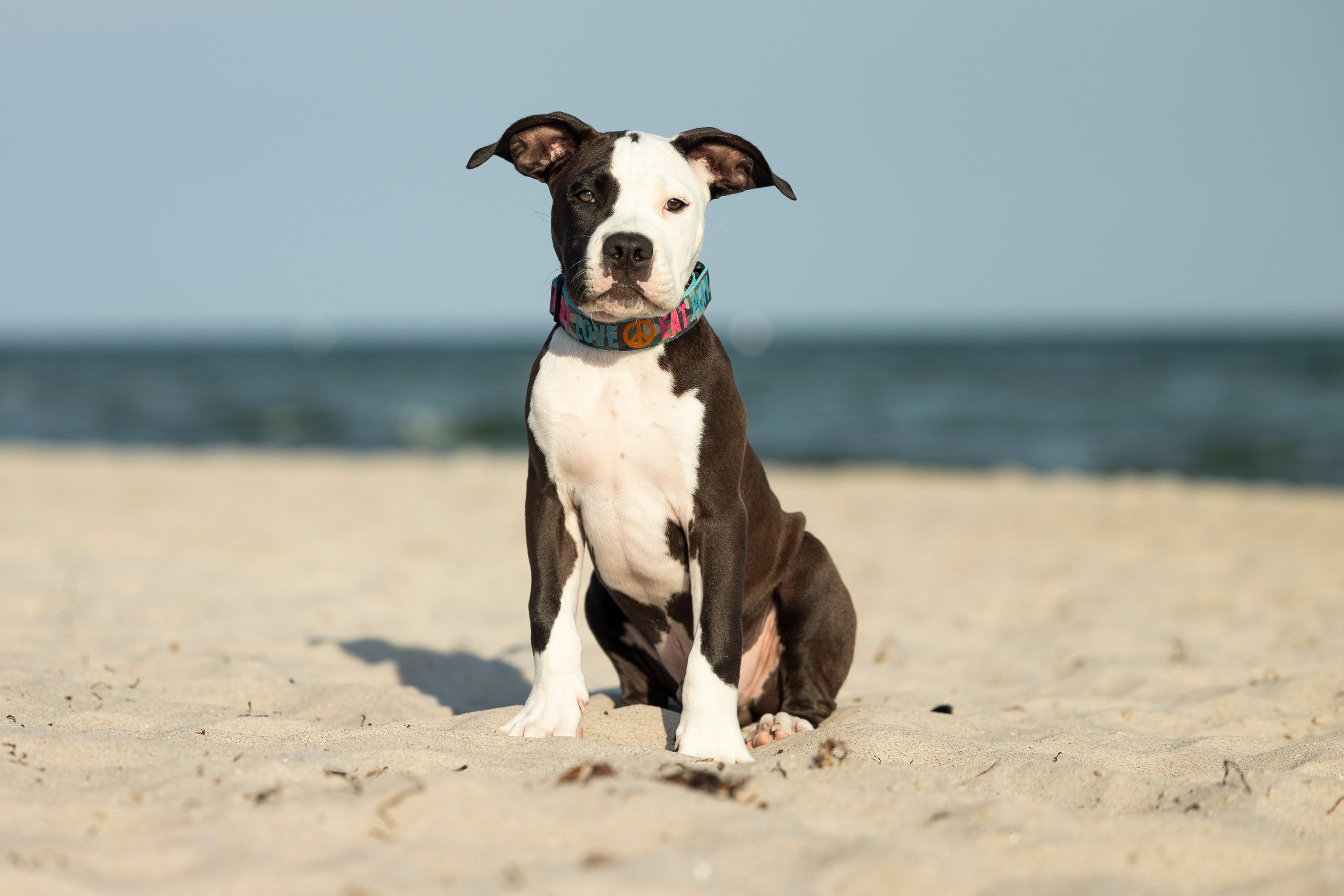 Hunde-Fotoshooting am Strand