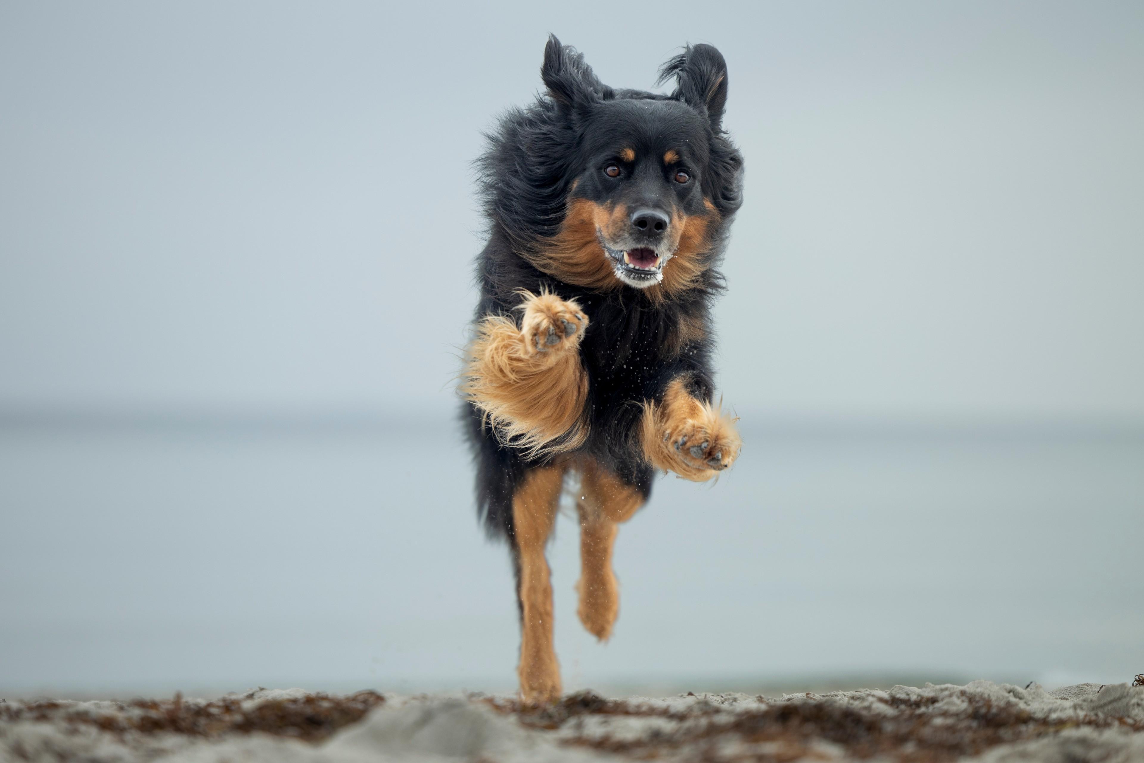 Hunde-Fotoshooting am Strand