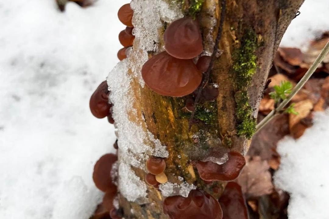 Nahaufnahme von mehreren rötlich-braunen Judasohr-Pilzen an einem Baumstamm, darunter schneebedeckte Erde.
