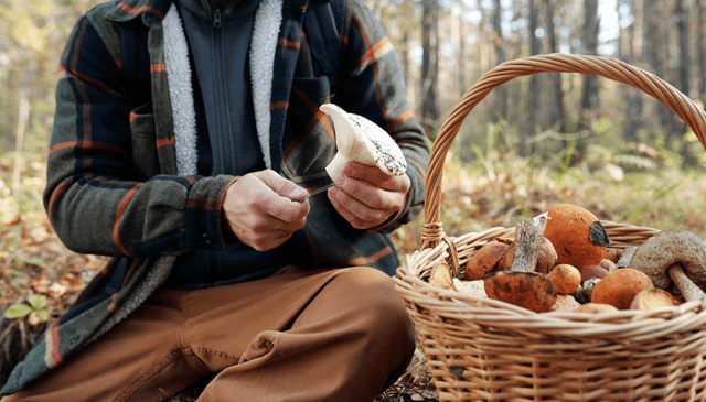 Eine Person sitzt mit einem Korb Pilze im Wald und säubert einen Pilz