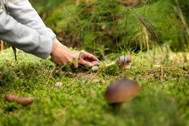 Eine Person sammelt einen Pilz im Wald