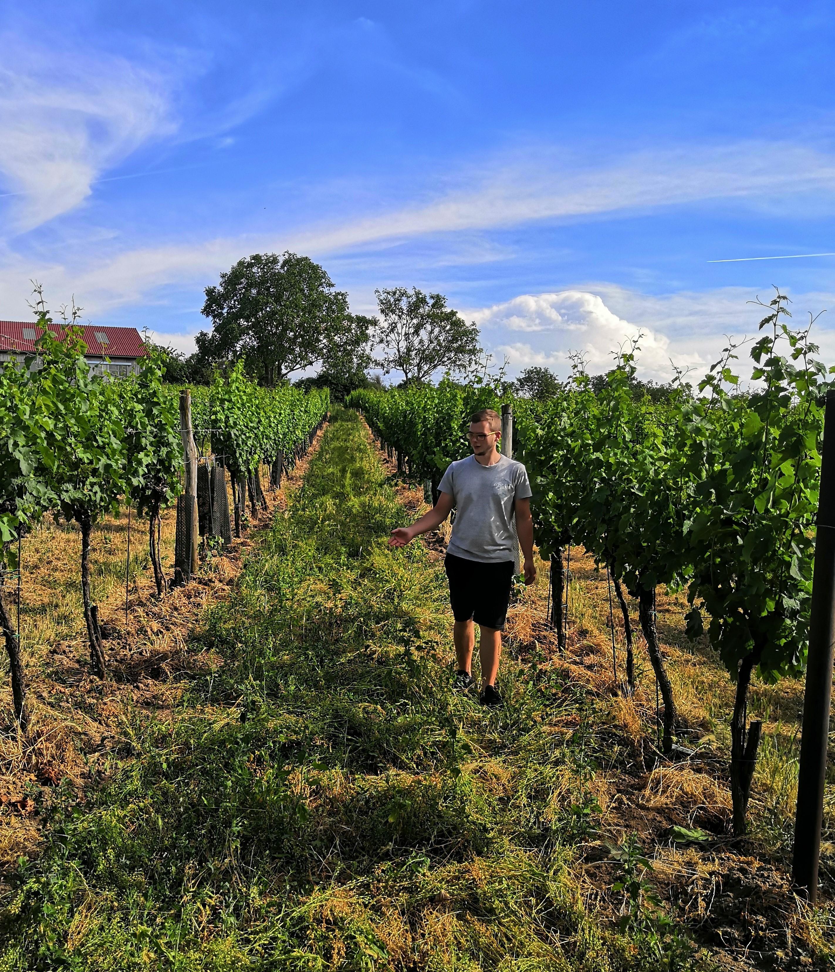 Weg zum Pfalz-Wein