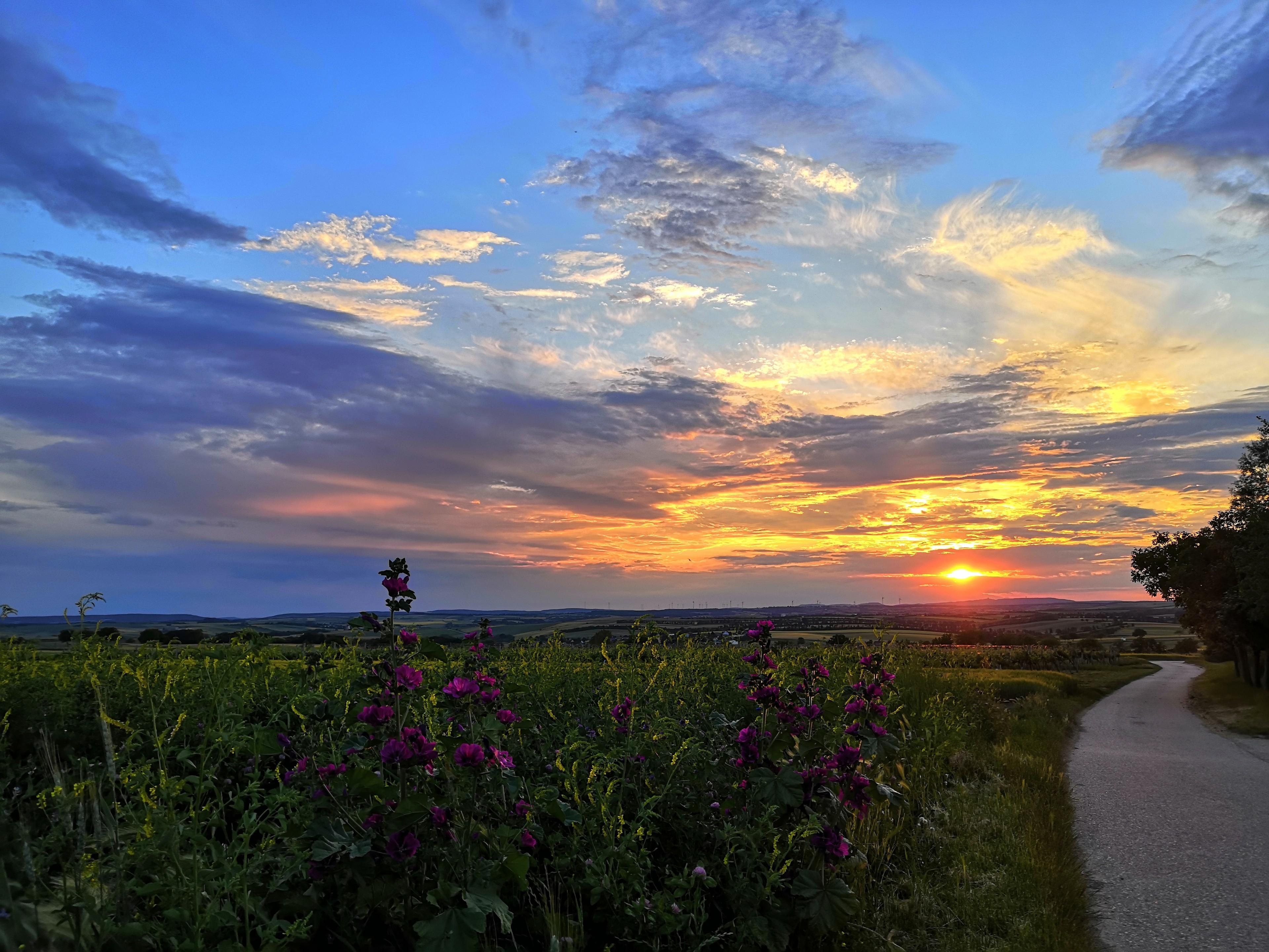 Weg zum Pfalz-Wein