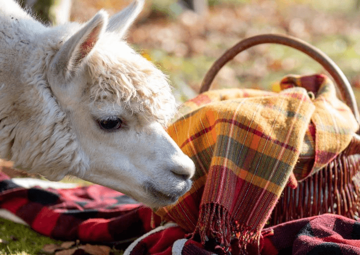 Ein Alpaka schnuppert beim Alpaka-Picknick neugierig an einem Picknickkorb