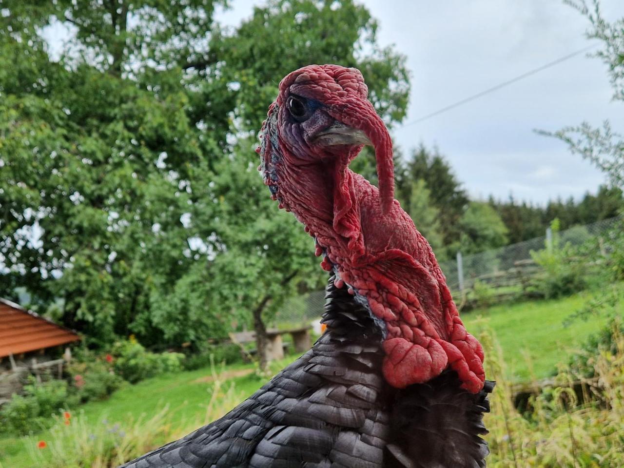 Landgut Michlshof - Bauernhof, Tinyhouse, Tiere