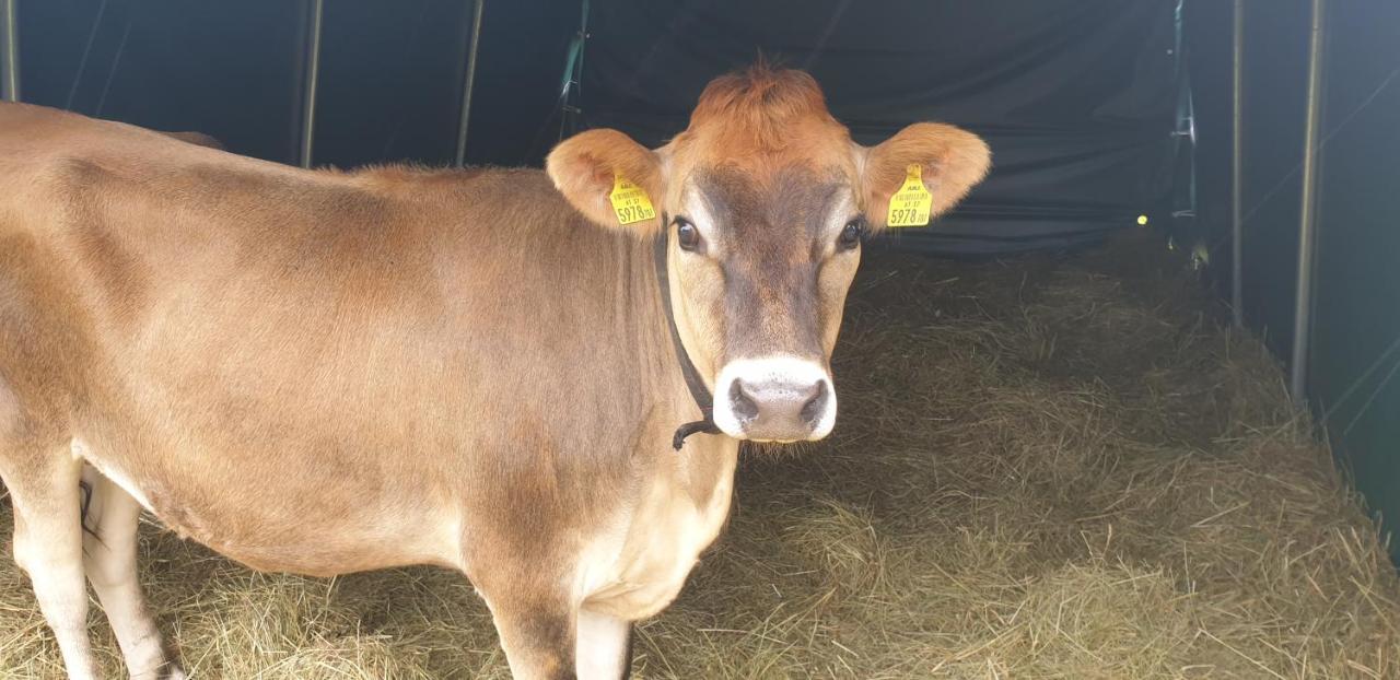 Landgut Michlshof - Bauernhof, Tinyhouse, Tiere