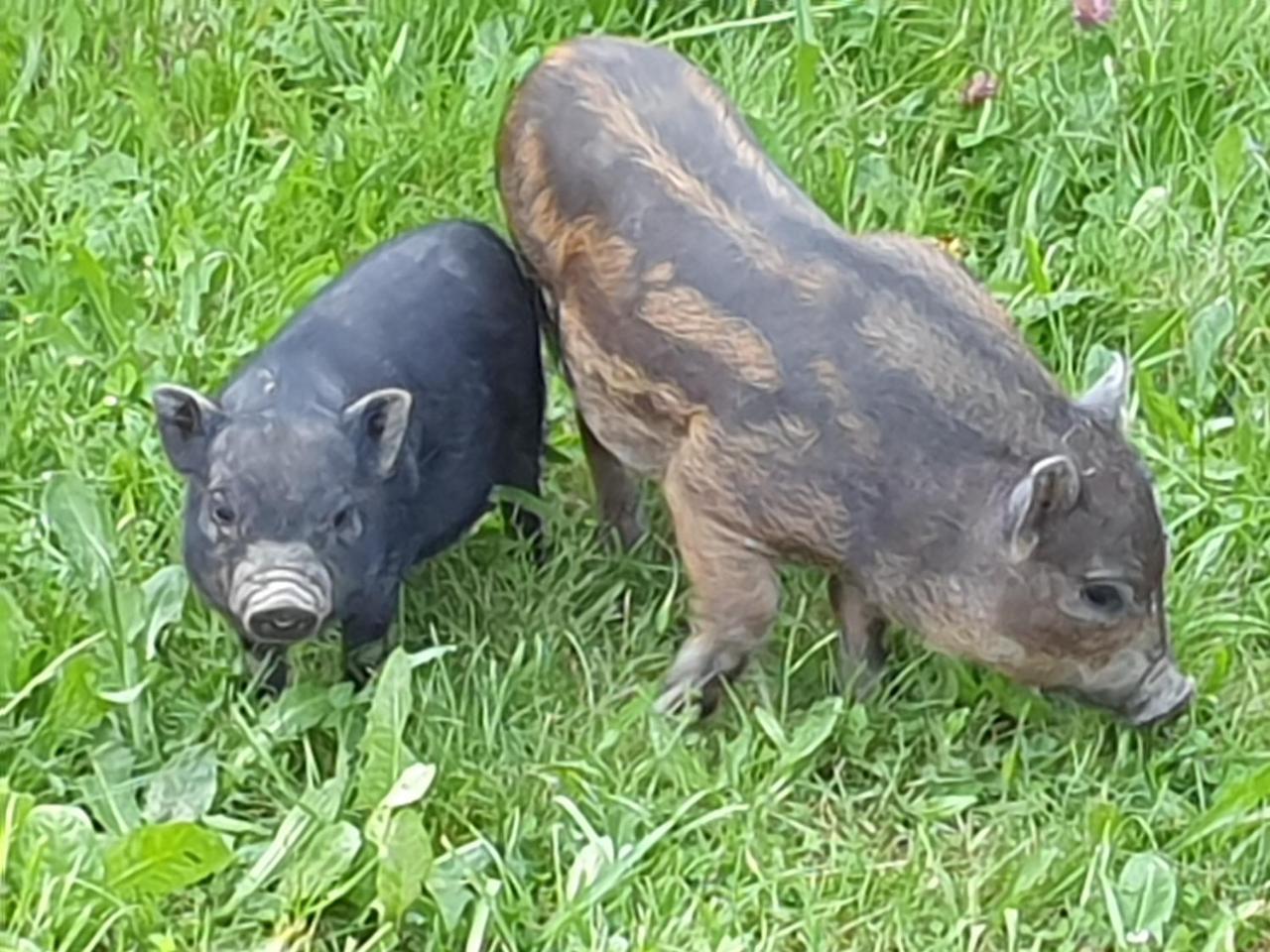 Landgut Michlshof - Bauernhof, Tinyhouse, Tiere