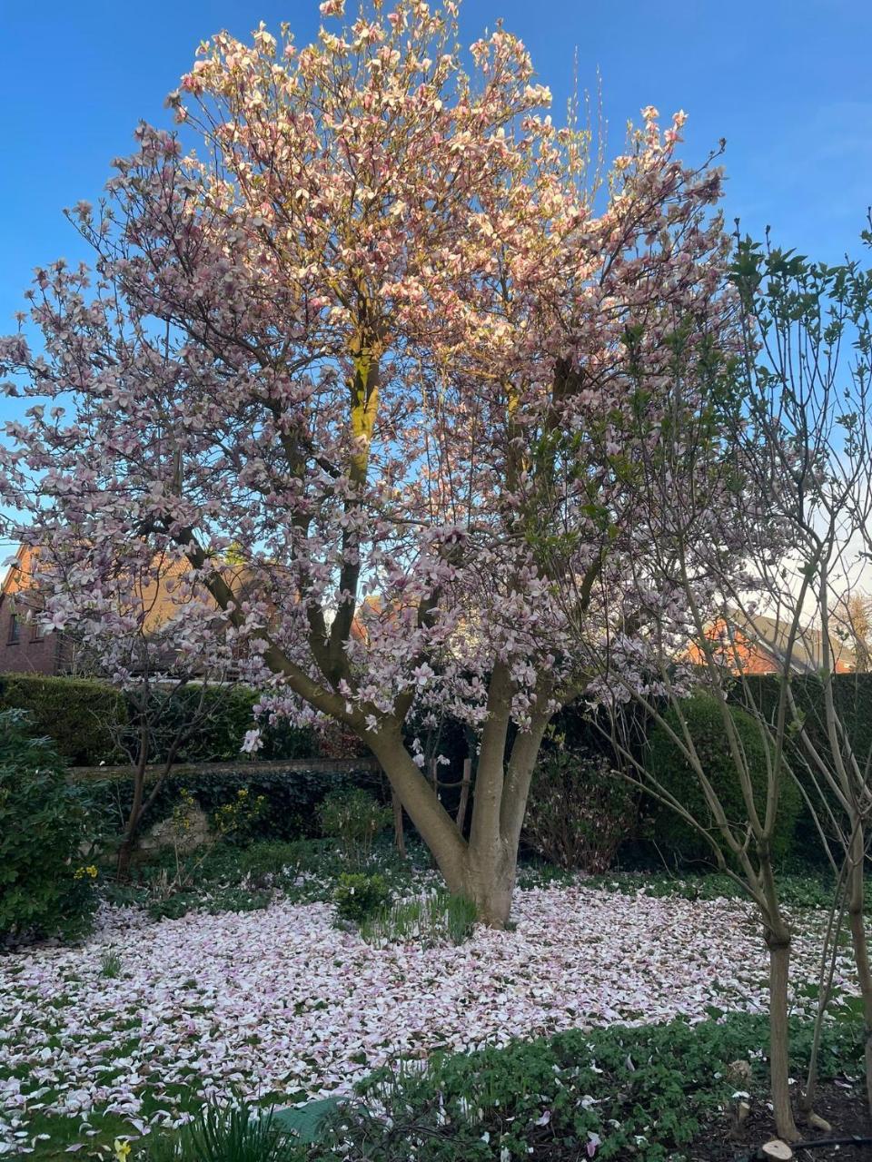 Ferienhaus Magnolie Xanten