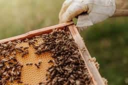 Bienen auf Beute