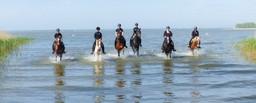Eine Gruppe reitet durch flaches Wasser in der Ostsee