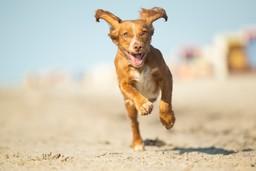 Ein Hund mit braunem Fell rennt am Strand Richtung Kamera