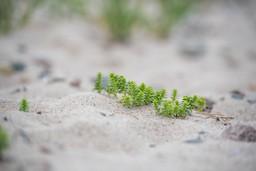 Makro-Aufnahme von einer grünen Pflanze im Sand