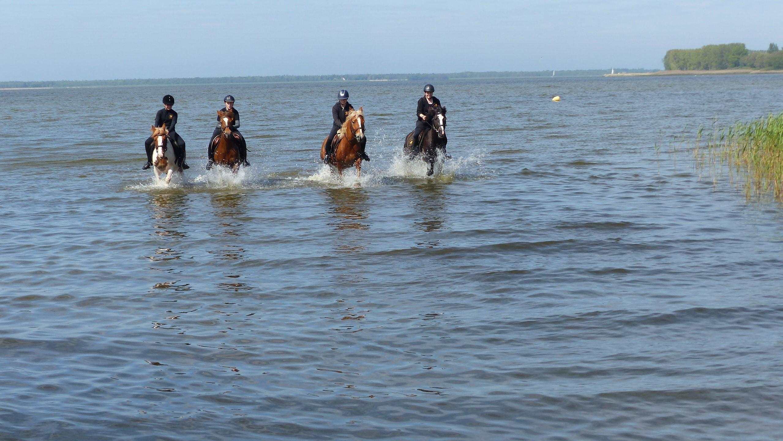 Eine Gruppe reitet durchs flache Wasser an der Ostsee