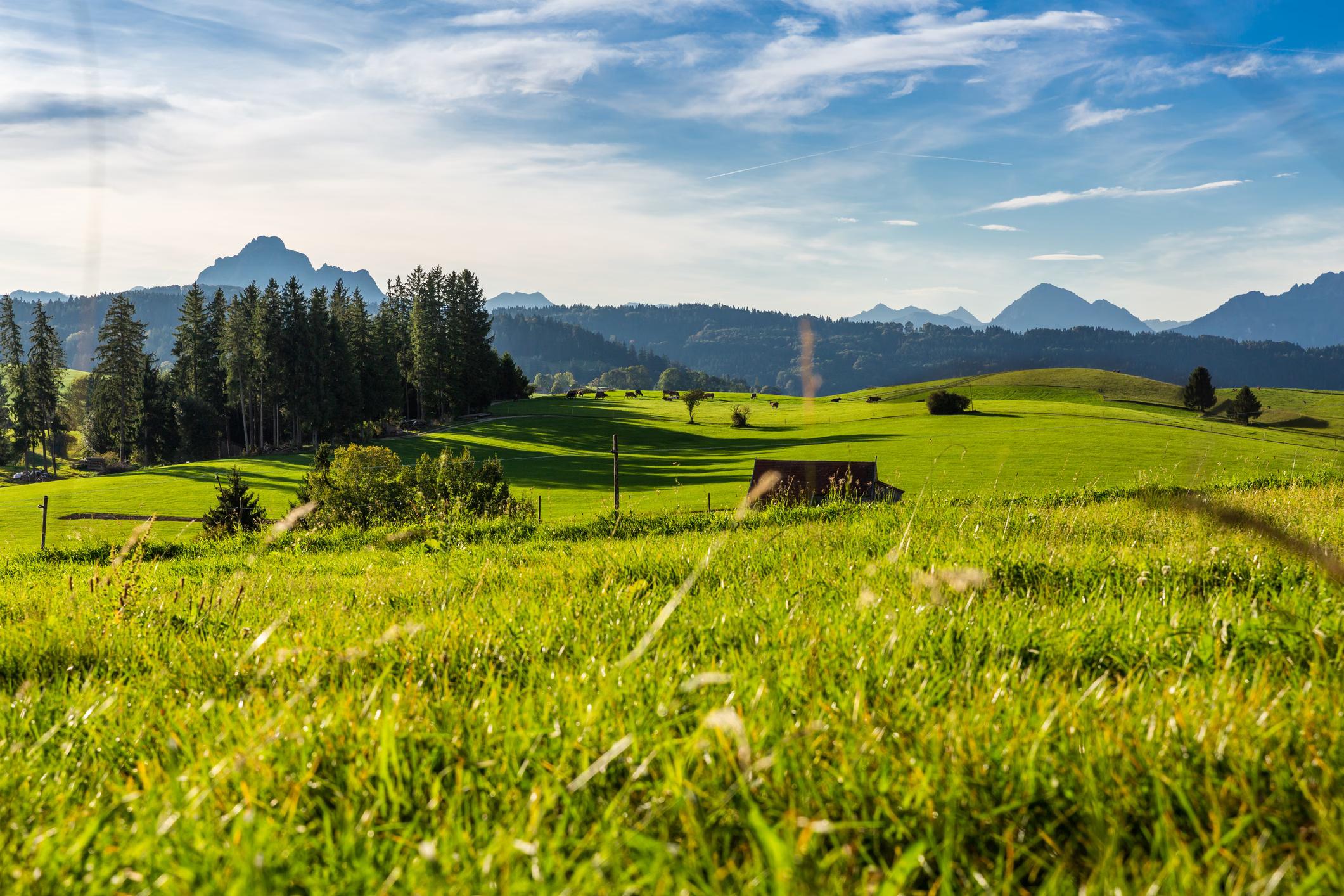 Grüne Wiesen im Ostallgäu