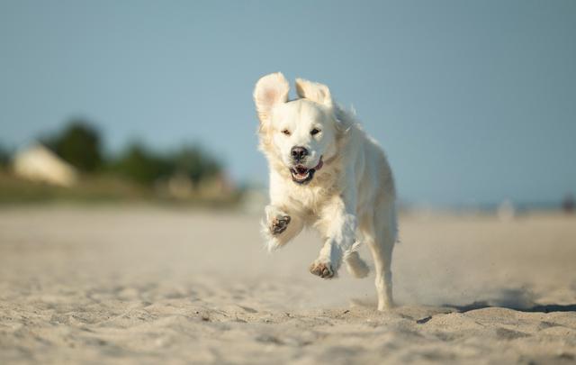 Ein Hund mit hellem Fell rennt am Strand Richtung Kamera