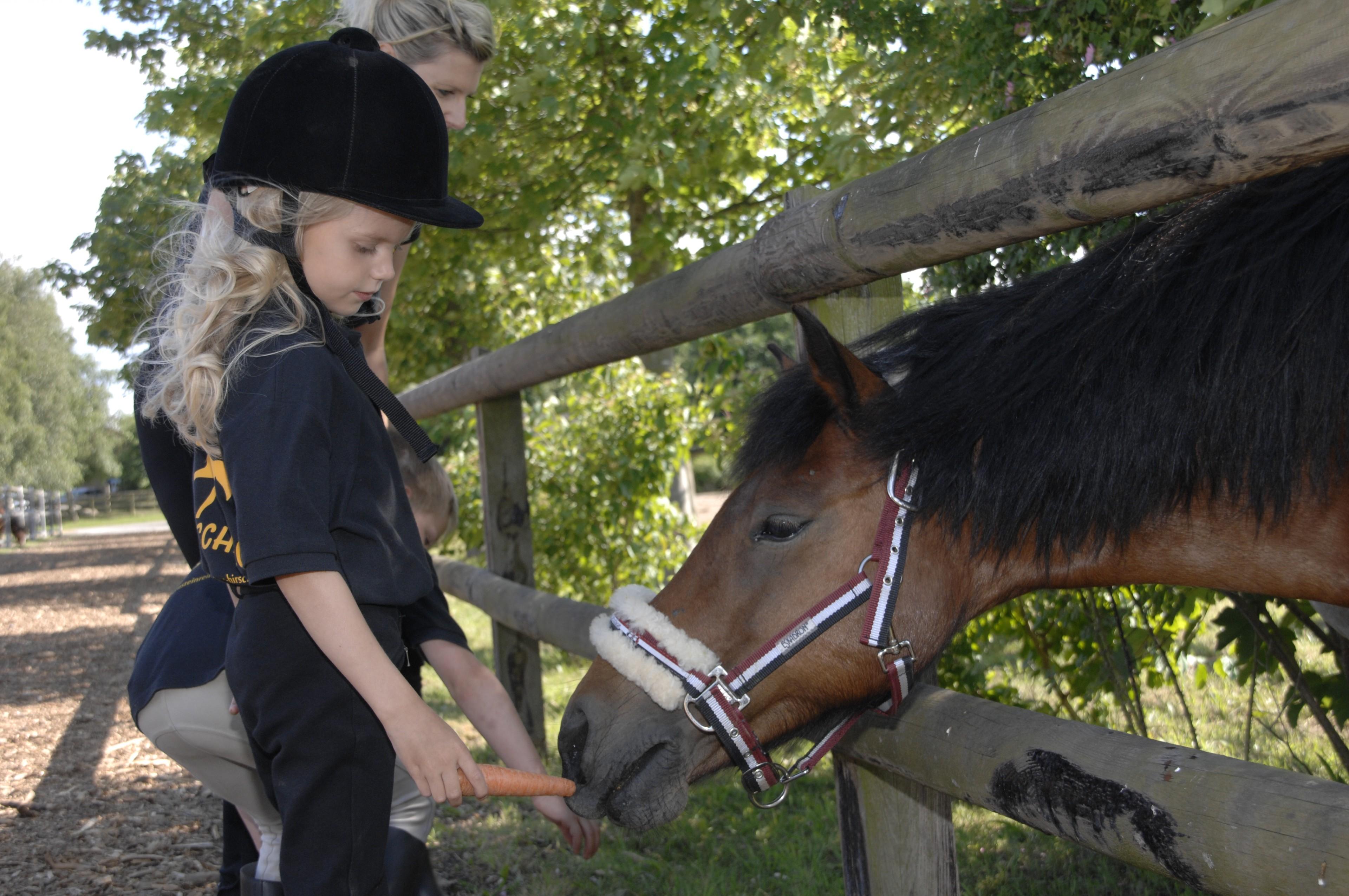 Ein Mädchen füttert ein Pferd durch einen Zaun mit einer Möhre