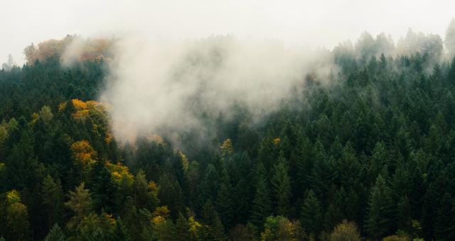 Schwarzwald mit Nebelschwaden