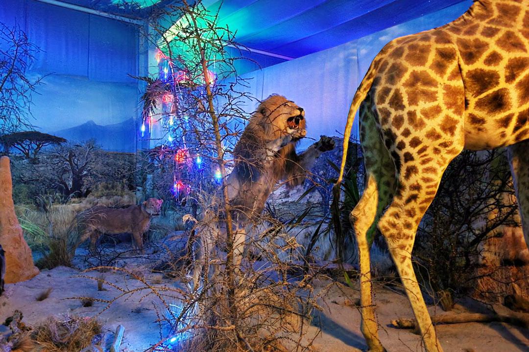 Atmosphärisch beleuchtete Ausstellungsszene mit Löwen und Giraffe in naturgetreu gestalteter Afrika-Landschaft.
