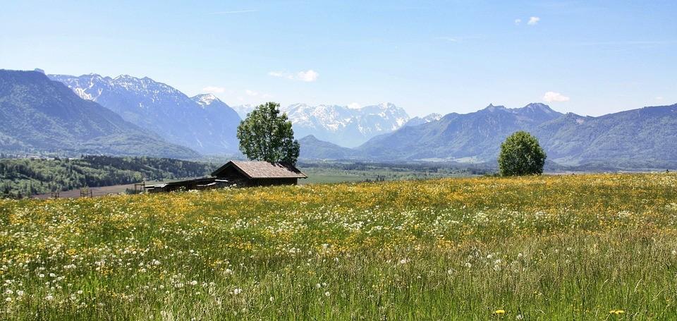 Blühende Wiese in Murnau mit Blick auf die Alpen