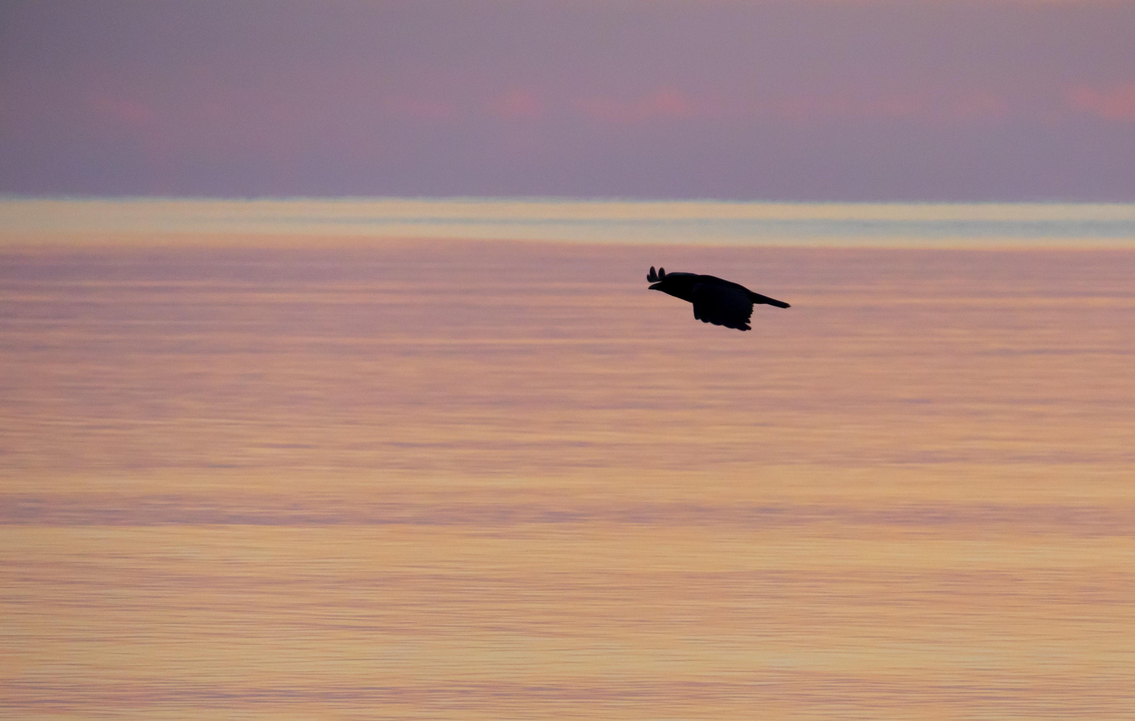 Ein Vogel fliegt über der Ostsee