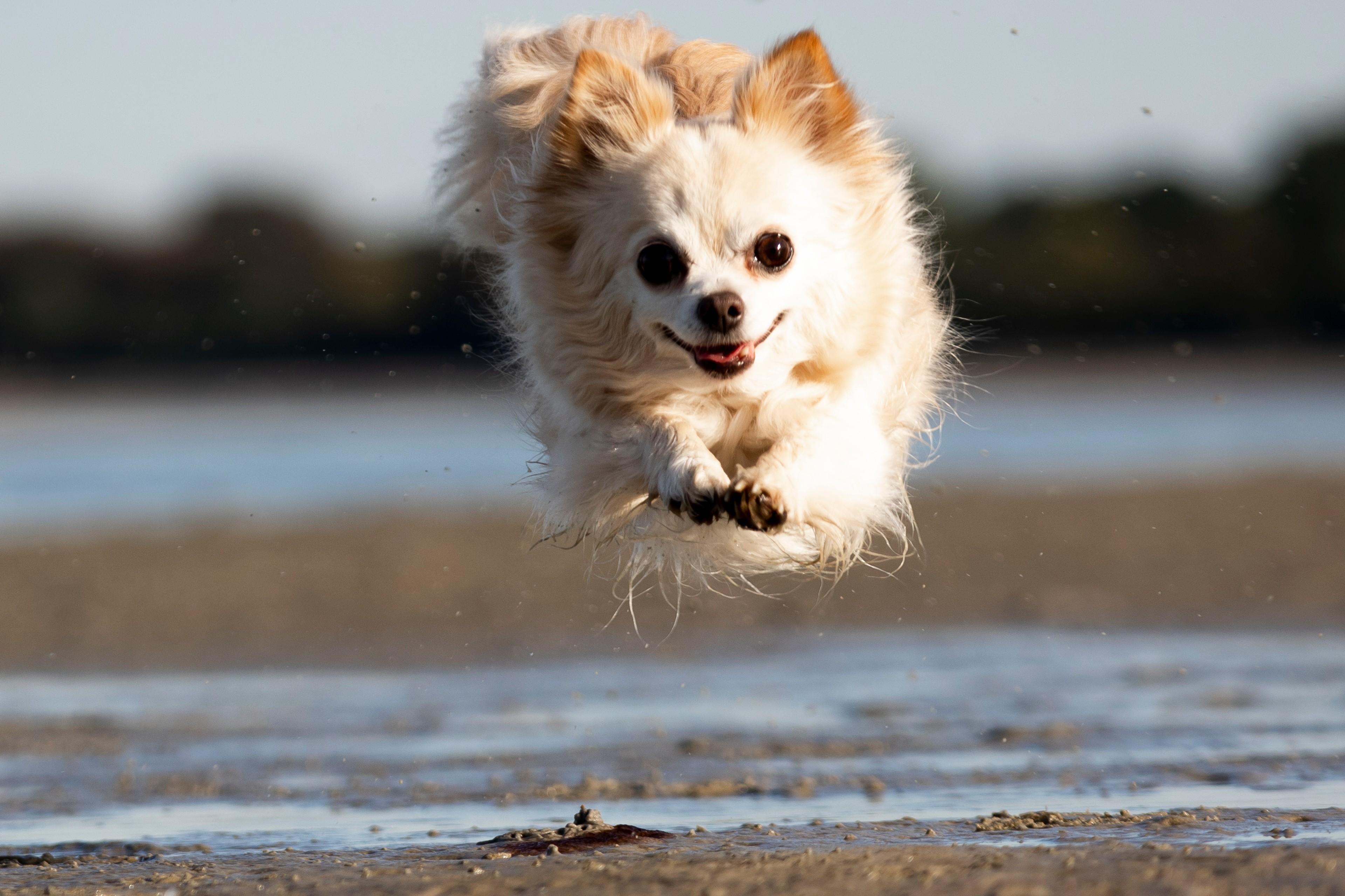 Chihuahua in Boltenhagen am Strand beim Hunde Fotoshooting.
