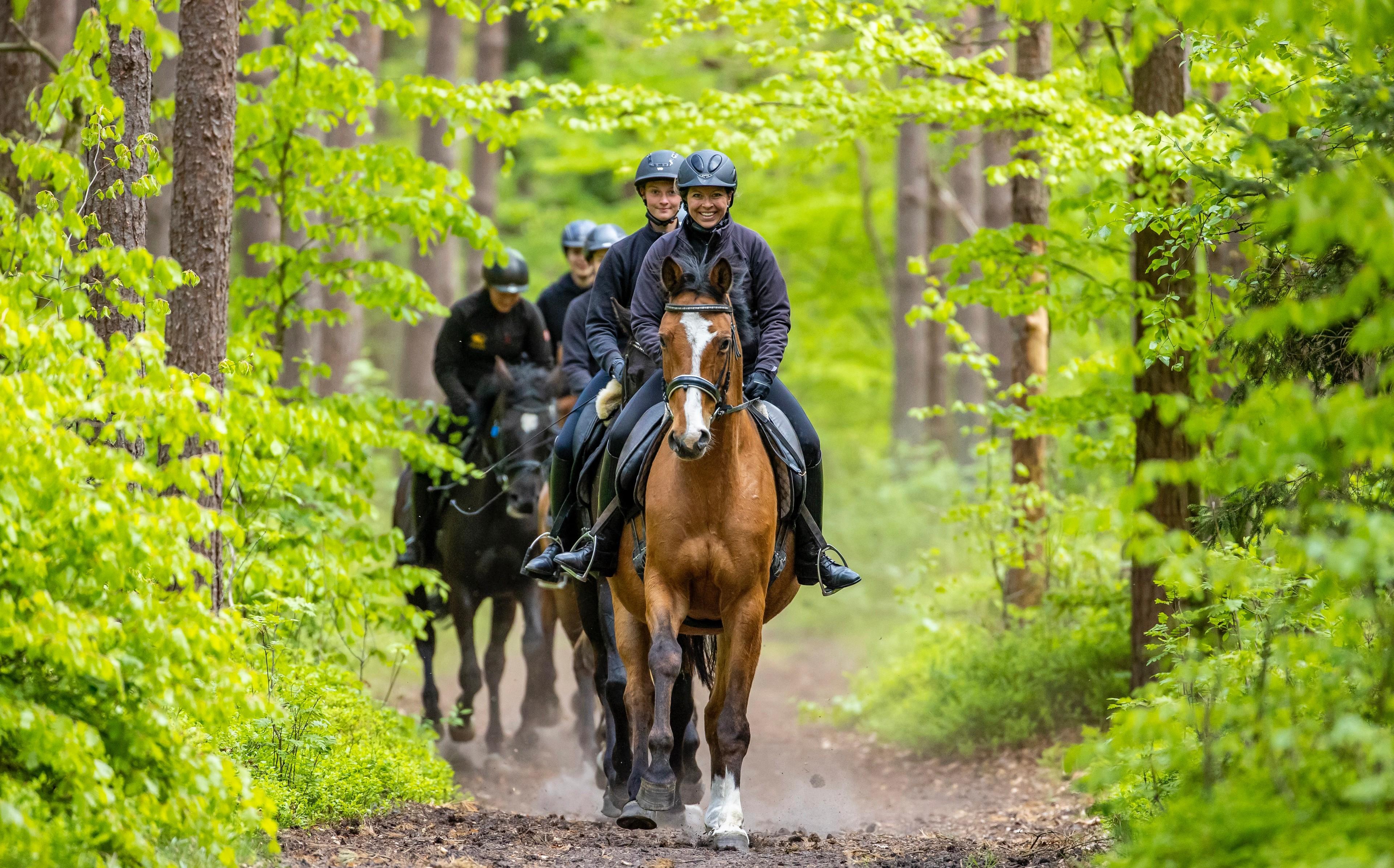 Eine Gruppe Reiterinnen auf einem Waldweg nahe der Ostsee