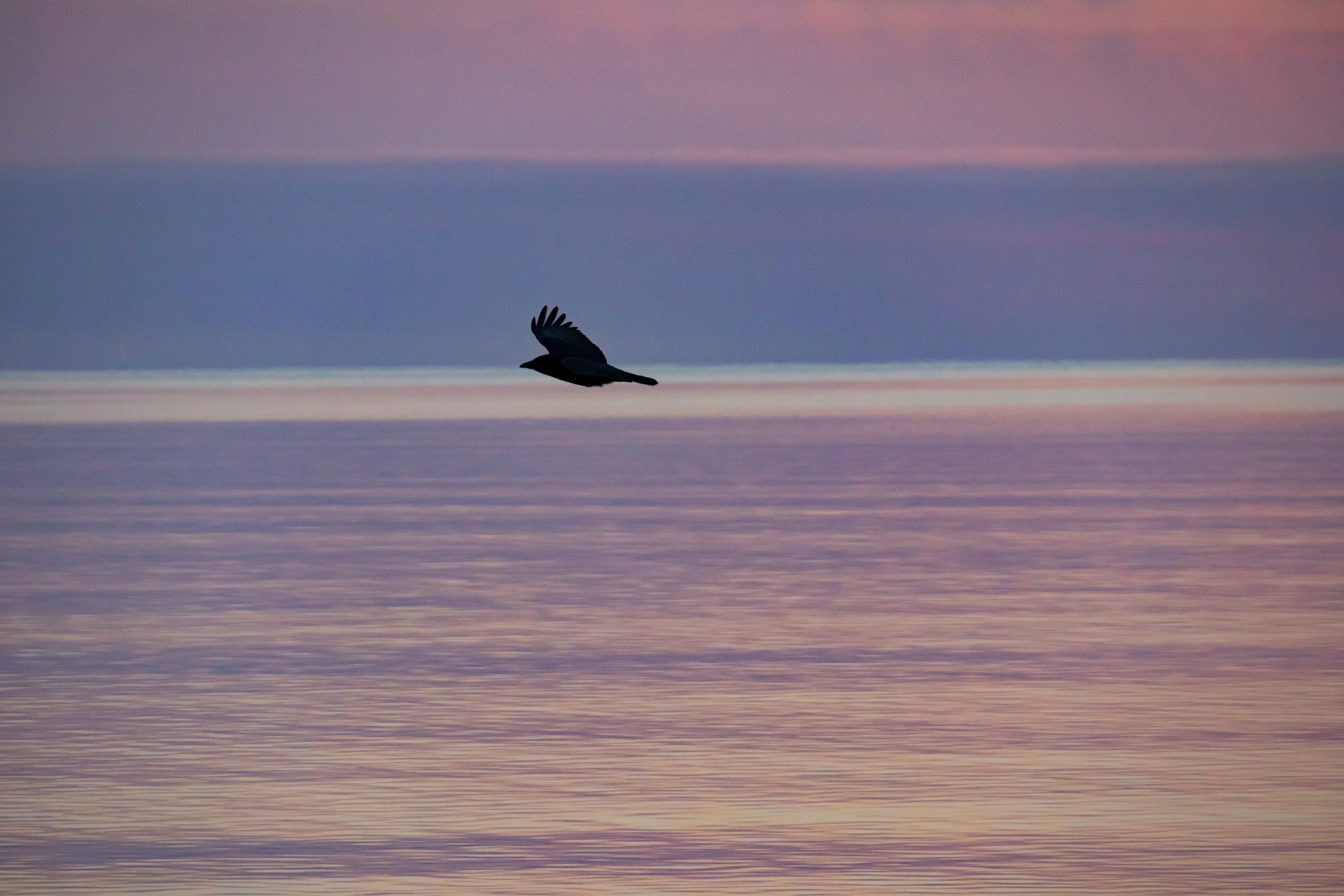 Ein Vogel fliegt über der Ostsee