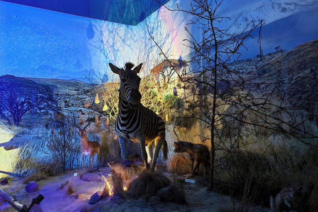 Zebra-Präparat in stimmungsvoll beleuchteter Ausstellung mit weiteren afrikanischen Tieren und naturalistischer Vegetation.